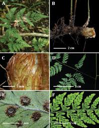 Image result for Amblovenatum opulentum