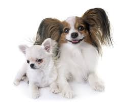 Codominance pertains to the genetic phenomenon in which gene products from the two alleles in a heterozygote are produced in roughly equal amount, where gene products refer to either different transcripts from the two alleles, different proteins from cellular processing of the transcripts, or different metabolites specifically associated with the enzymatic activity of the allele. Codominance Definition Examples And Practice Problems Biology Junction