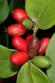 Image result for Carissa bispinosa