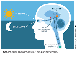 Image result for Jet Lag
