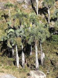 Image result for Monopsis decipiens