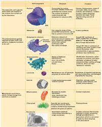 Organelle With Its Function Bing Images Cell Organelles Science Cells Animal Cell Organelles