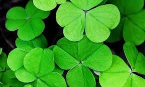 Know about the traditional symbols associated with st. St Patrick S Day Symbols And What They Mean