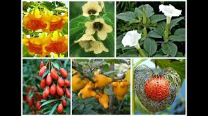 The solanaceae or nightshades are an economically important family consisting of herbs, shrubs, or trees. Magnificent Family Of Solanaceae You Won T Believe Youtube