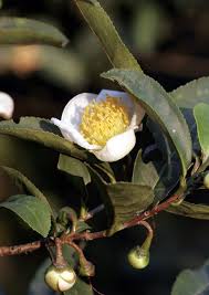 Image result for Camellia sinensis