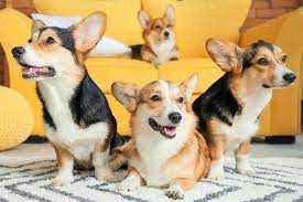 Check spelling or type a new query. 10 Best Corgi Rescues For Adoption 2021 Our Top 10 Picks