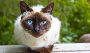 Siyam Kedisi Nedir Siamese Kittens Siyam Kedisi Mavi Rus Kedisi