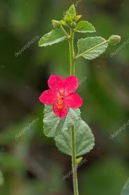 Image result for Hibiscus aponeurus