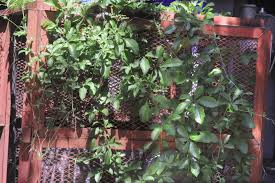 Image result for Cyphostemma congestum