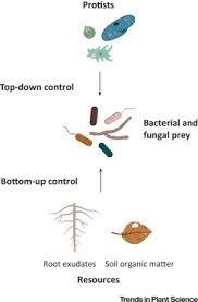What you need to know to build your budgeting process. Protists Puppet Masters Of The Rhizosphere Microbiome Trends In Plant Science