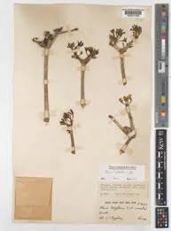 Image result for Kleinia longiflora