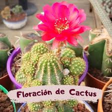 Averiguar cómo hacer florecer un cactus de navidad puede ser complicado para algunos. Cactus Pitaiu Como Hacer Para Que Mi Cactus Florezca Facebook