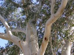 Image result for Eucalyptus sp.