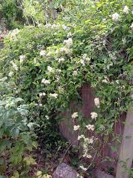 This vine is native to the pacific coast of california, from san francisco to baja california, and is a. Clematis Ligusticifolia White Clematis California Native Plants Plants Xeriscape