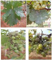 Maybe you would like to learn more about one of these? Symptoms Of Grapes Powdery Mildew Observed Under Field Condition Download Scientific Diagram