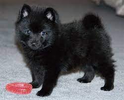 Schipperke Info Temperament Training Diet Puppies Pictures Schipperke Puppies Schipperke Dog Schipperke