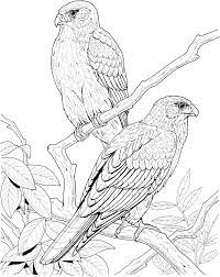 Check out 20 cute bird coloring pages printable for your kids here Realistic Bird Coloring Pages Falcon On The Tree Bird Coloring Pages Malvorlagen Tiere Malvorlagen Vogel Malvorlagen