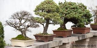 Kesin olan bilgi şu ki, bonsainin tarihi asırlar öncesine kadar uzanıyor. Bonsai Agaci Hakkinda Merak Ettikleriniz
