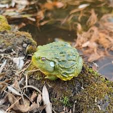 Image result for Pycreus africanus