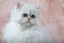 similar breeds to the persian cat? | Yahoo Answers