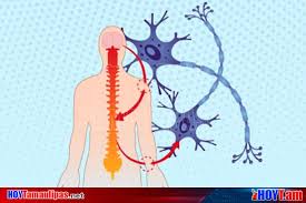 Start studying esclerosis lateral amiotrófica. Hoy Tamaulipas Una De Cada 20 Mil Personas En El Mundo Padece Esclerosis Amiotrofica