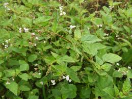 Image result for Boerhavia