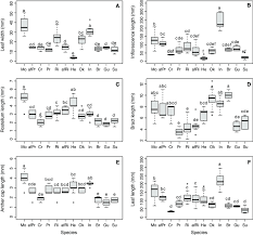 Image result for Cyrtorchis brownii