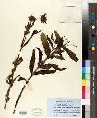 Image result for Bidens buchneri