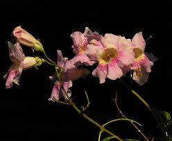 Image result for Podranea brycei