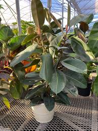 Image result for Ficus variifolia