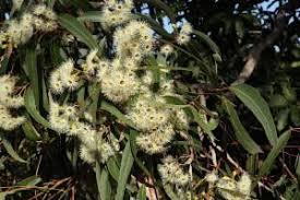 Image result for Eucalyptus paniculata