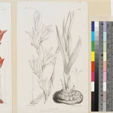 Image result for Gladiolus melleri