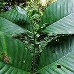 Image result for Tabernaemontana crassa