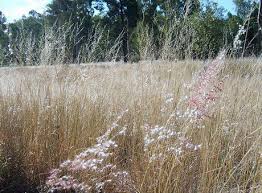 Image result for Tricholaena