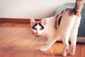 Your Cat Is Trying To Tell You Something When It Shows Its Butt