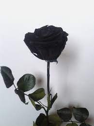 pin on جوري