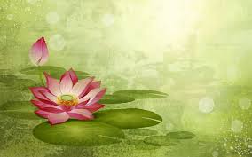 We did not find results for: 68 Lotus Flower Background On Wallpapersafari
