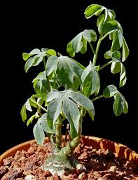 Image result for Adenia