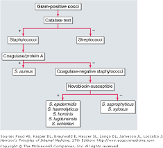 Biochemical Characterization Of Staphylococci Algorithm Of