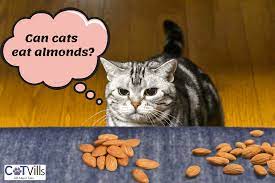 Can Cats Eat Almonds Or Are They Toxic Definitive Guide