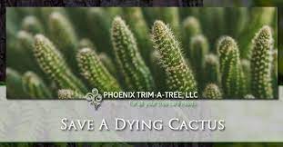 Cactus is a type of plant that can store large amounts of water and survive in extremely hot and dry largest species of cactus can reach 66 feet in height and weigh up to 4800 pounds (when it is fully spines have two major roles: How To Save A Dying Cactus Revive Dead Cactus