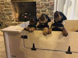 All our rottweiler puppies, youths, adults, and imports can be shipped to all usa states including. German Rottweiler Puppies For Sale Von Valor Cross Rottweilers