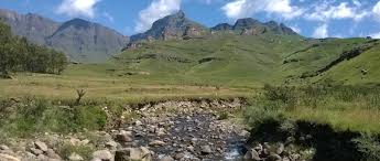 Image result for Orthochilus adenoglossus