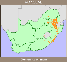 Image result for Ctenium concinnum