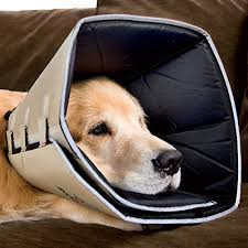 Best Dog Cone Out Of Top 15