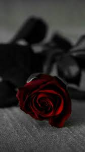 Aesthetic Black And Red Rose Wallpaper Pin By Sarai Valcarcel Manning On Flower Or Roses Red Roses Wallpaper Aesthetic Roses Red Roses