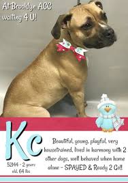 Kc Pulled By Pound Hounds Rescue 01 16 19 To Die 01 16 19 Dogs Foster Dog Nyc Dogs
