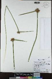 Image result for Schoenoplectiella mucronata