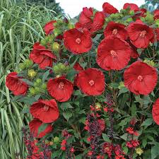 Image result for Hibiscus kirkii