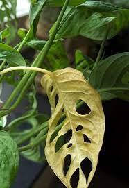 One vine has put out leaves with yellow lines on them (see first pic). 12 Common Problems With Monstera Houseplant Central